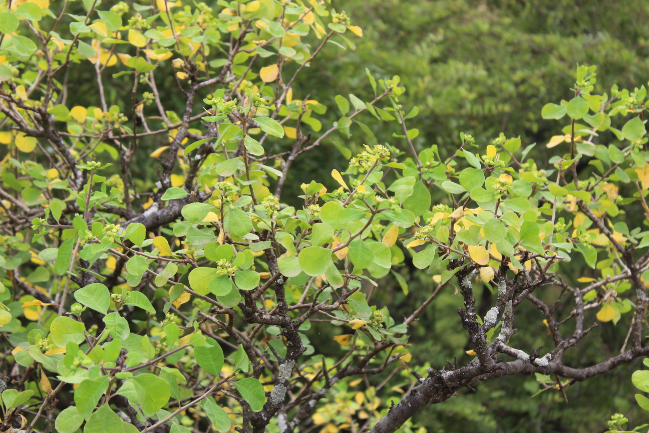 Plant Image